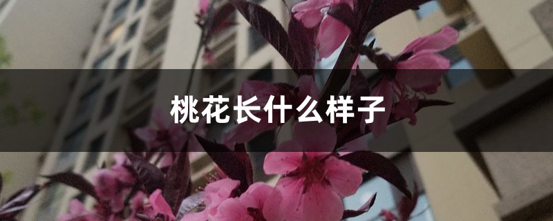 桃花长什么样子,桃花有什么特点 桃花长什么样子,桃花有什么特点