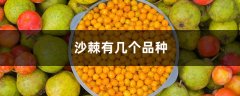 沙棘有几个品种，沙棘哪个品种最好