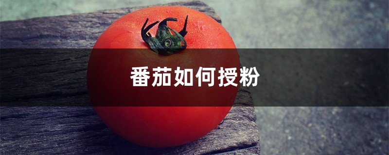 番茄如何授粉,授粉用什么方法好 番茄如何授粉,授粉用什么方法好