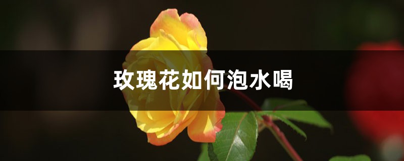 玫瑰花如何泡水喝，如何喝才好