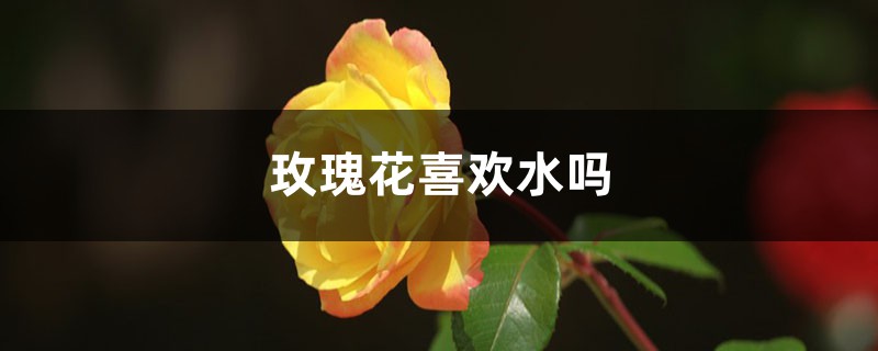 玫瑰花喜欢水吗，喜欢什么样的环境