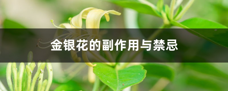 金银花的副作用与禁忌,金银花的功能 金银花的副作用与禁忌,金银花的功能