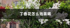 丁香花怎么泡茶喝，丁香茶可以多喝吗