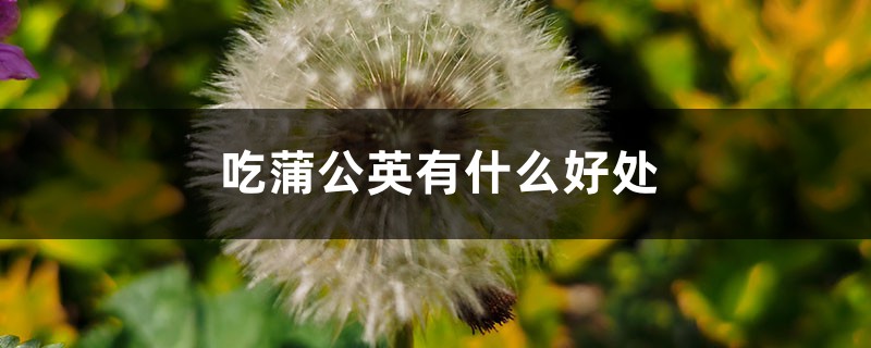 吃蒲公英有什么好处，新鲜的蒲公英怎么吃