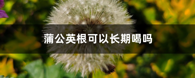 蒲公英根可以长期喝吗，蒲公英根多少钱一斤