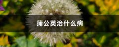 蒲公英能治什么病