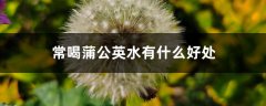 常喝蒲公英水有什么好处