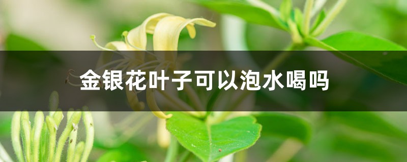 金银花叶子可以泡水喝吗,叶子泡水的功效与作用 金银花叶子可以泡水喝吗,叶子泡水的功效与作用