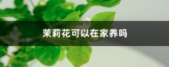 茉莉花可以在家养吗，茉莉花在家养注意什么