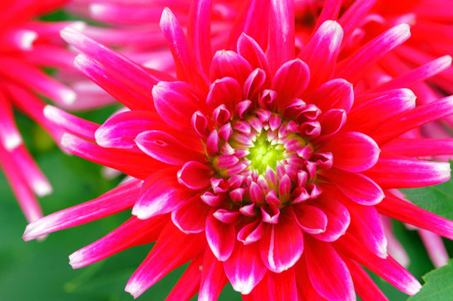 菊花 菊花