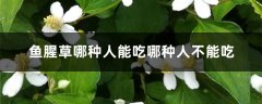 鱼腥草哪种人能吃哪种人不能吃，鱼腥草是什么