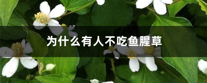 为什么有人不吃鱼腥草,怎么挑选鱼腥草 为什么有人不吃鱼腥草,怎么挑选鱼腥草