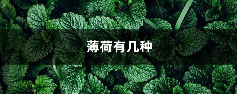 薄荷有几种,哪种薄荷不能吃 薄荷有几种,哪种薄荷不能吃