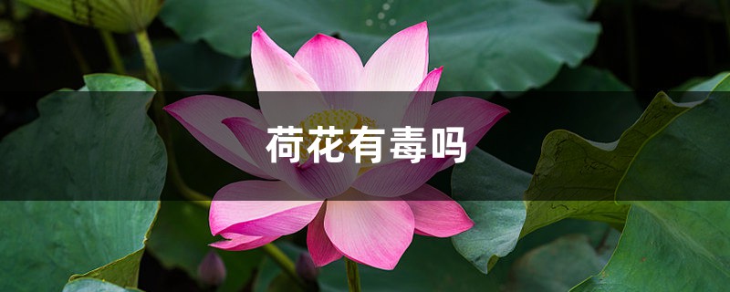 荷花有毒吗，能放在卧室中吗