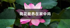 荷花能养在家中吗，养护需注意什么