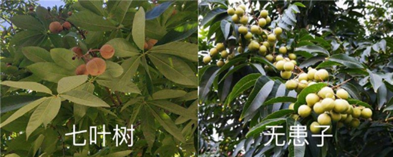 七叶树和无患子的区别,是同一种植物吗 七叶树和无患子的区别,是同一种植物吗
