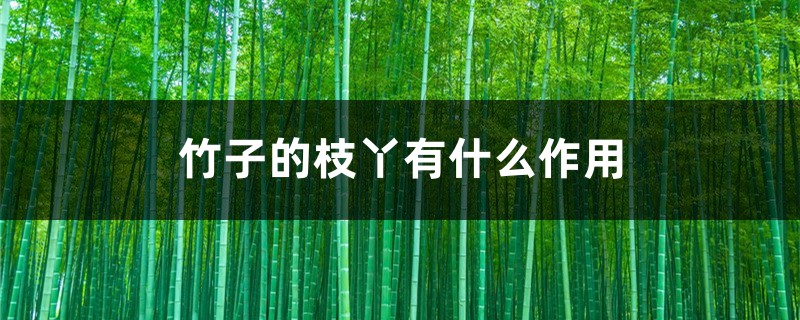 竹子的枝丫有什么作用 竹子的枝丫有什么作用