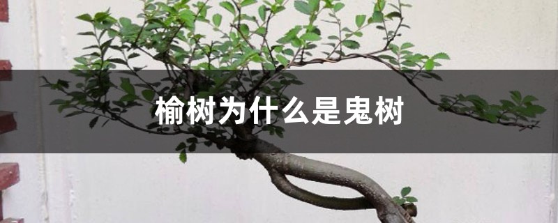 榆树为什么是鬼树,四大鬼树是什么 榆树为什么是鬼树,四大鬼树是什么