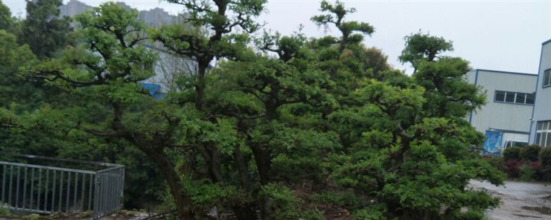 盆景之王是什么树,十大盆景名贵树种排名 盆景之王是什么树,十大盆景名贵树种排名