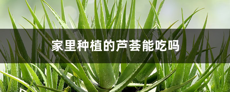 家里种植的芦荟能吃吗,怎么吃 家里种植的芦荟能吃吗,怎么吃