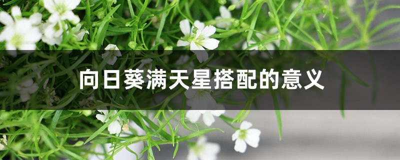向日葵满天星搭配的意义,适合送什么人 向日葵满天星搭配的意义,适合送什么人
