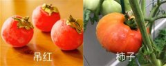 吊红和柿子区别，吊红柿子的功效与作用
