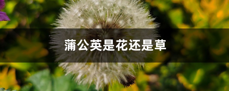 蒲公英是花还是草，蒲公英是一种什么样的草