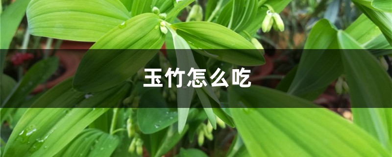 玉竹怎么吃，玉竹的功效