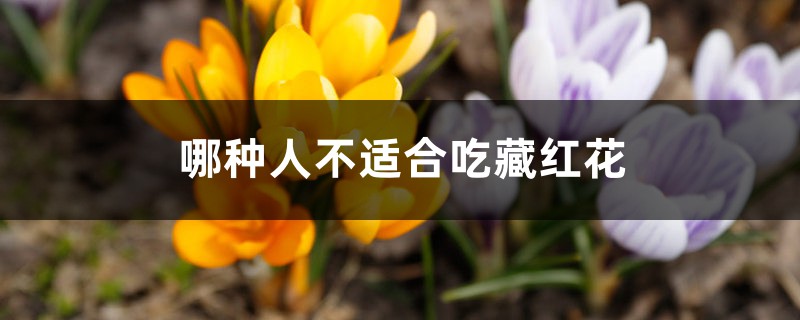 哪种人不适合吃藏红花,藏红花平时能多吃吗 哪种人不适合吃藏红花,藏红花平时能多吃吗