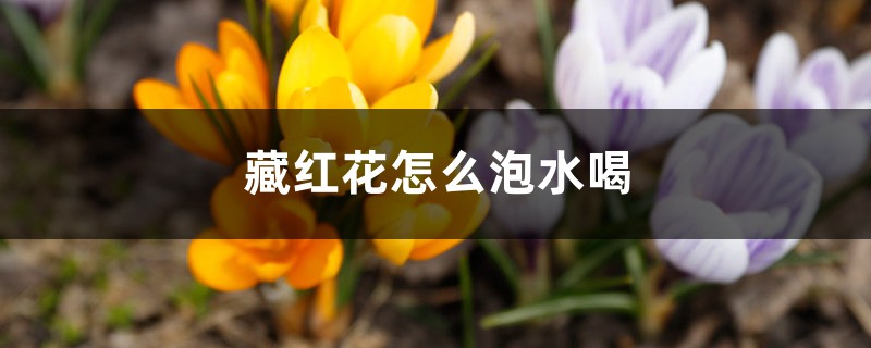 藏红花怎么泡水喝,一周喝几次 藏红花怎么泡水喝,一周喝几次