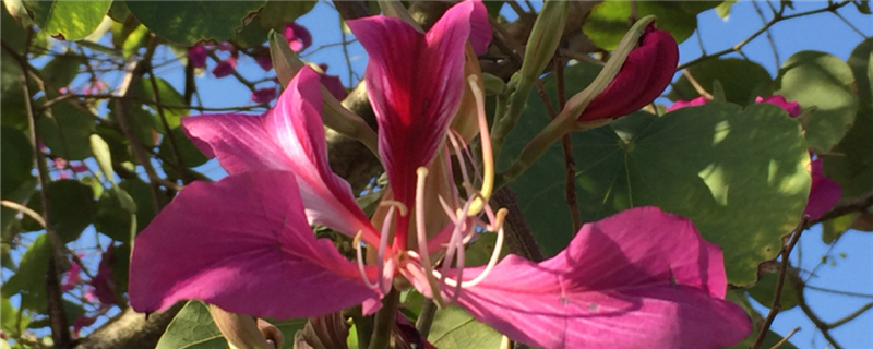 香港的市花是什么花啊,澳门的市花是什么花啊 香港的市花是什么花啊,澳门的市花是什么花啊