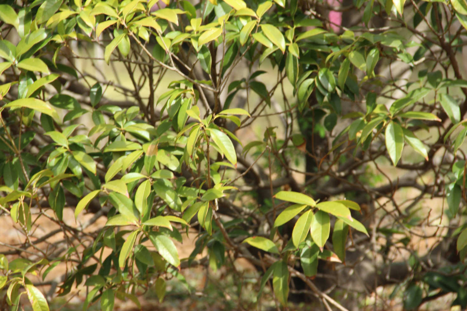 桂花 桂花