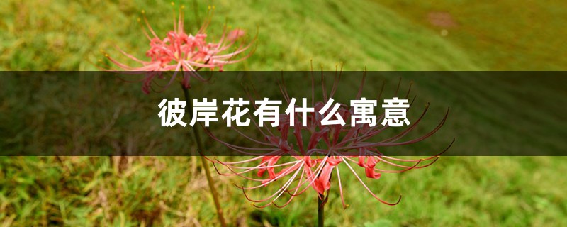 彼岸花有什么寓意,彼岸花开代表什么意思 彼岸花有什么寓意,彼岸花开代表什么意思