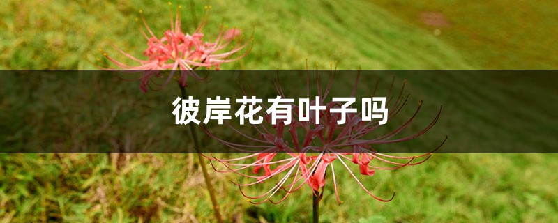 彼岸花有叶子吗,彼岸花的叶子是什么样的 彼岸花有叶子吗,彼岸花的叶子是什么样的