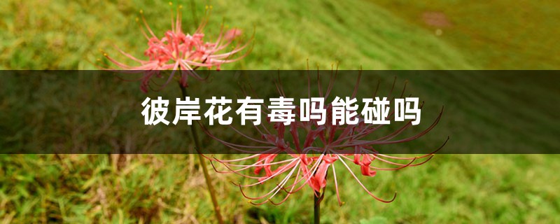 彼岸花有毒吗能碰吗,彼岸花是不是有毒的植物 彼岸花有毒吗能碰吗,彼岸花是不是有毒的植物