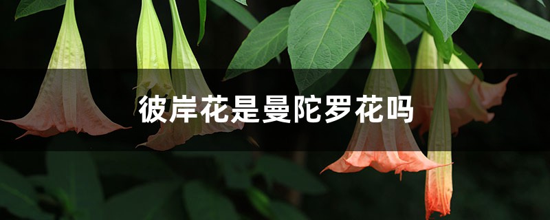 彼岸花是曼陀罗花吗,彼岸花和曼陀罗花有什么区别 彼岸花是曼陀罗花吗,彼岸花和曼陀罗花有什么区别