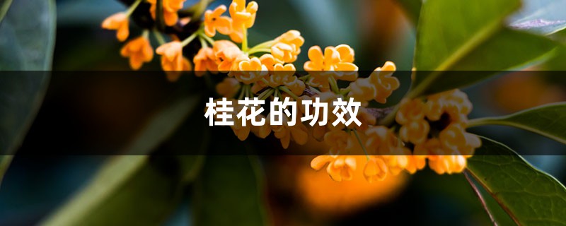 桂花的功效，桂花的功效与作用禁忌