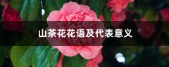 山茶花花语及代表意义，山茶花图片