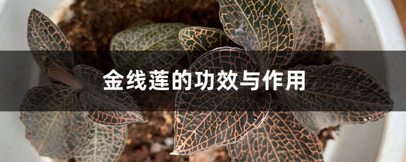 金线莲的功效与作用,金线莲图片 金线莲的功效与作用,金线莲图片