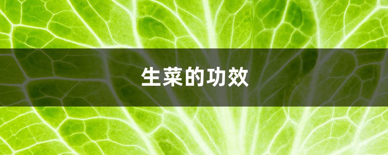 生菜的功效,吃生菜有什么好处 生菜的功效,吃生菜有什么好处