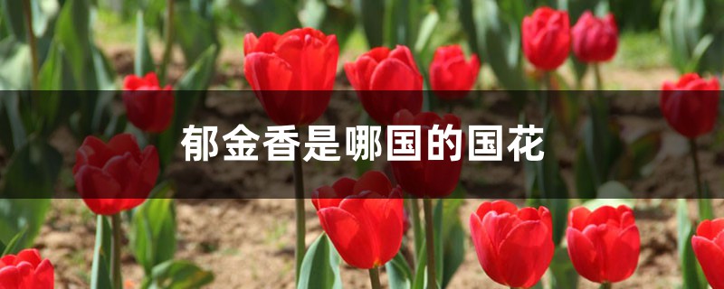 郁金香是哪国的国花,有什么寓意 郁金香是哪国的国花,有什么寓意