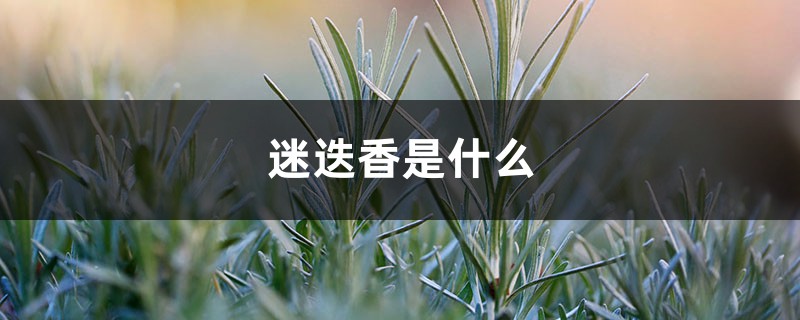 迷迭香是什么,有什么功效 迷迭香是什么,有什么功效