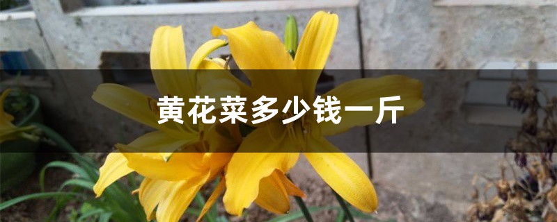 黄花菜多少钱一斤,黄花菜图片 黄花菜多少钱一斤,黄花菜图片