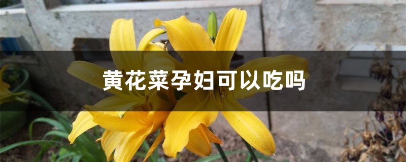 黄花菜孕妇可以吃吗,怎么做好吃 黄花菜孕妇可以吃吗,怎么做好吃