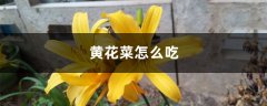 黄花菜怎么吃，孕妇可以吃吗