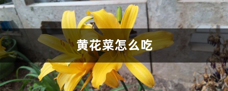 黄花菜怎么吃,孕妇可以吃吗 黄花菜怎么吃,孕妇可以吃吗