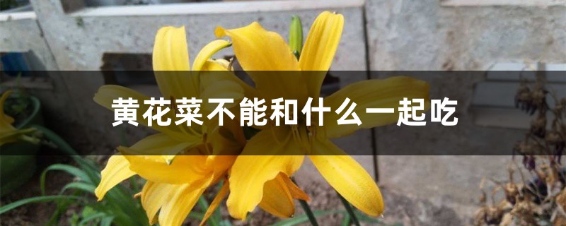 黄花菜不能和什么一起吃,孕妇能吃吗 黄花菜不能和什么一起吃,孕妇能吃吗