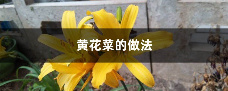 黄花菜的做法,怎么做好吃 黄花菜的做法,怎么做好吃