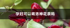 洛神花茶功效，孕妇可以喝吗