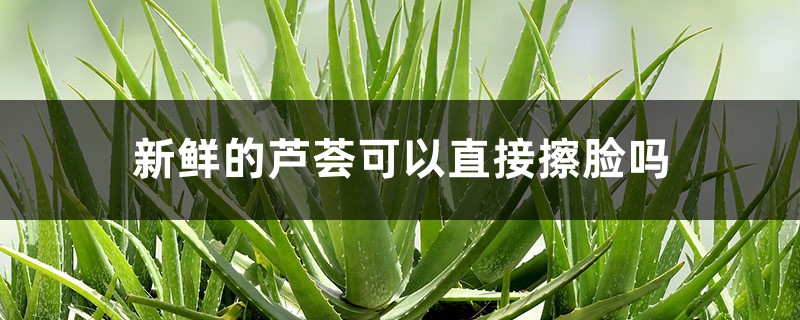 新鲜的芦荟可以直接擦脸吗,用芦荟擦脸的正确方法 新鲜的芦荟可以直接擦脸吗,用芦荟擦脸的正确方法